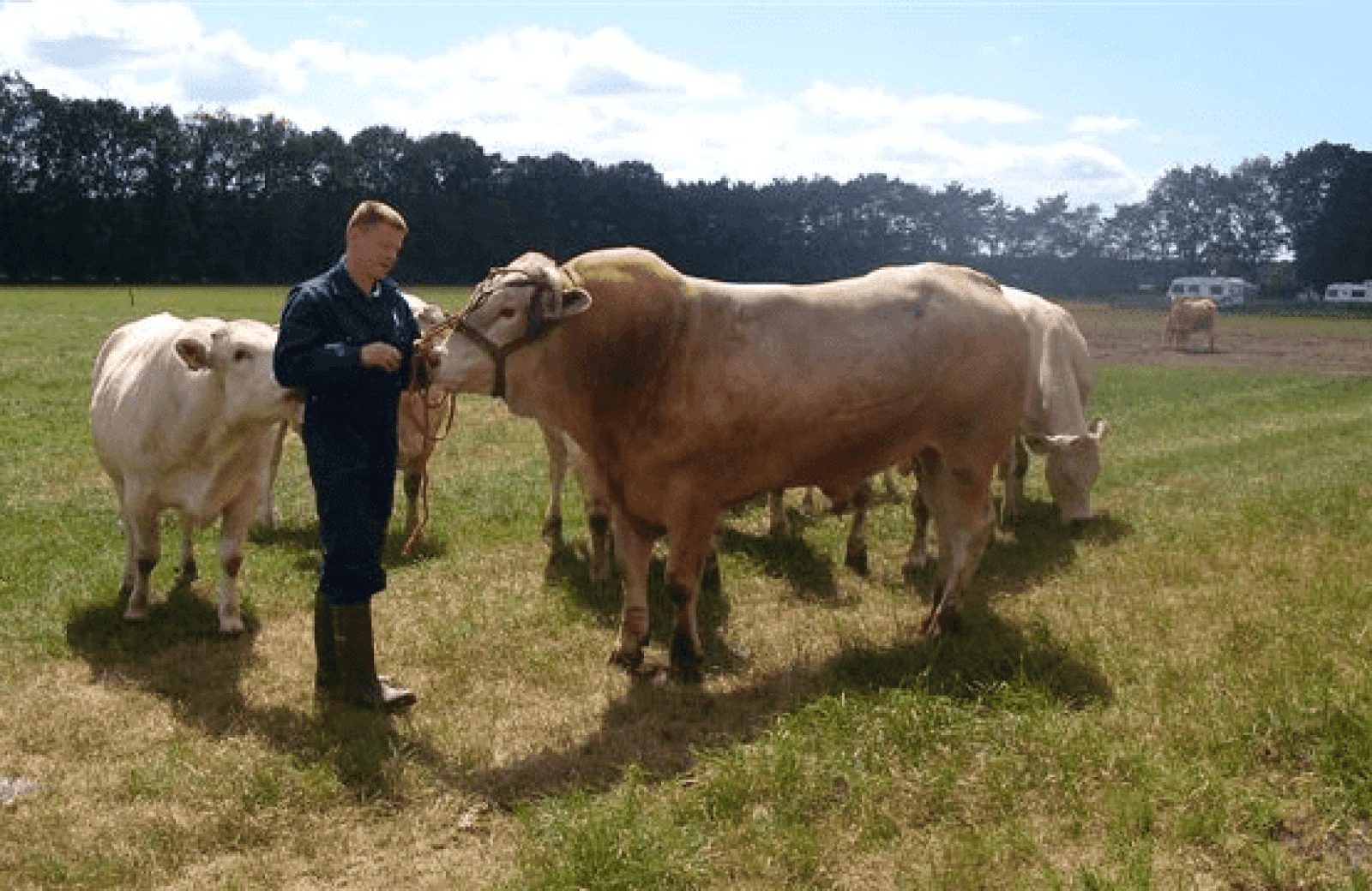 Boerderij en vleesverkoop